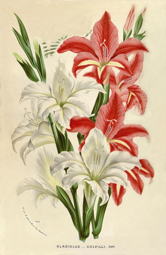 Gladiolus Poster Print by Van Houtteano. Horto Van Houtteano. Horto # FAF1644