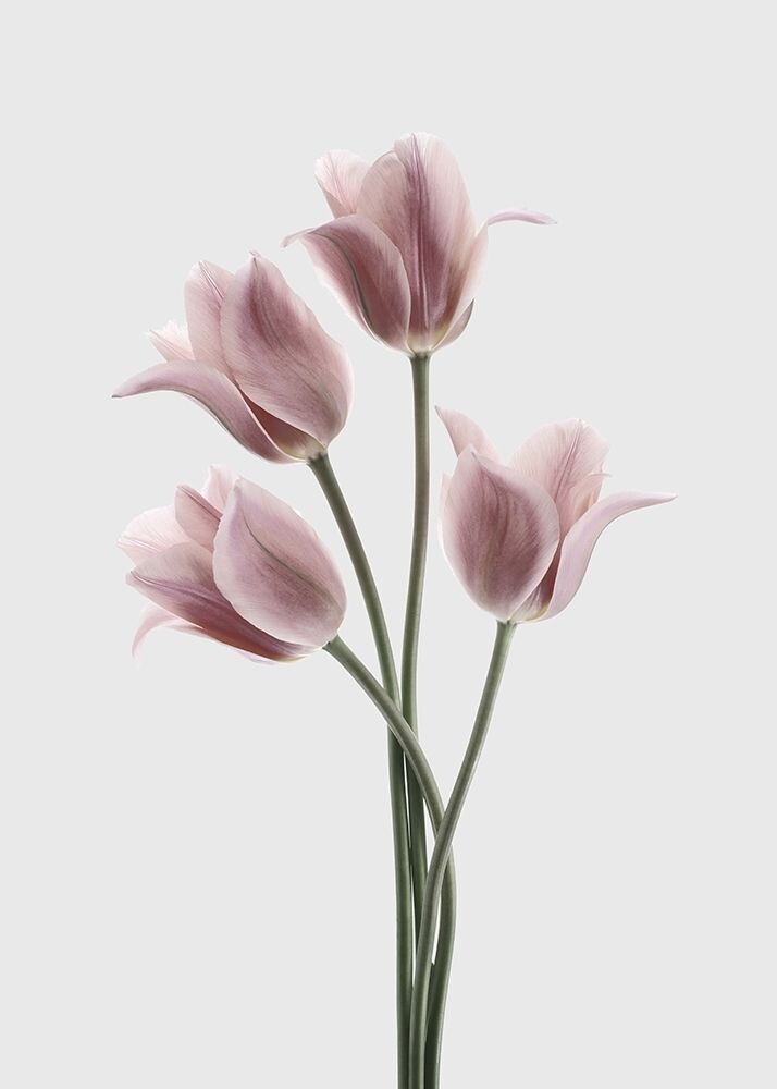 Tulips Pink Poster Print by Design Fabrikken Design Fabrikken - Item # VARPDXMF9691099