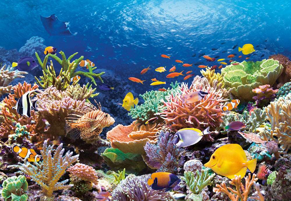 1000 Piece Castorland Jigsaw Puzzle – Coral Reef Fishes | Ocean Sealife Puzzle for Adults