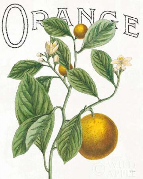 Classic Citrus VI Poster Print by Sue Schlabach - Item # VARPDX32044HR