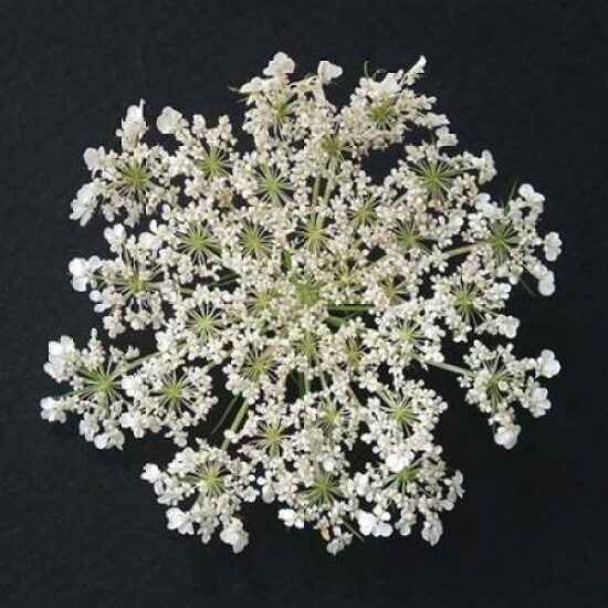 Queen Anne&#x27;&#x27;s Lace I Poster Print by Jim Christensen - Item # VARPDXPSCRS179