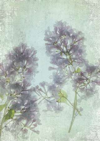 Lilac Poster Print by Judy Stalus - Item # VARPDXS1512D