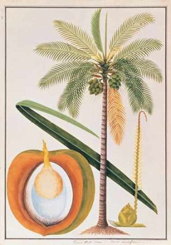 Coconut Palm Poster Print by  19th C Anonymous - Item # VARPDXBM08