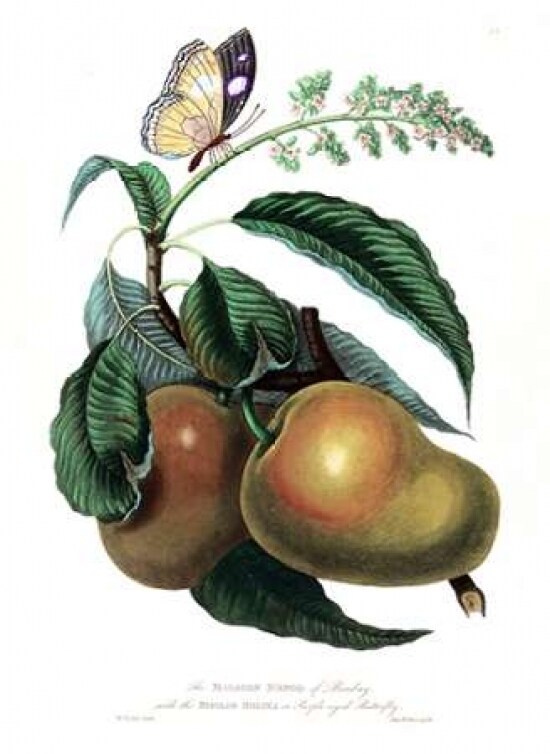Mango with Butterfly Poster Print by William Hooker - Item # VARPDXWH08
