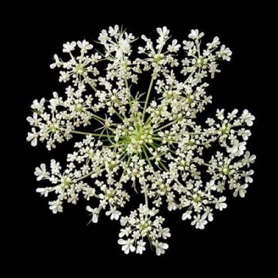 Queen Anne&#x27;&#x27;s Lace II Poster Print by Jim Christensen - Item # VARPDXPSCRS180