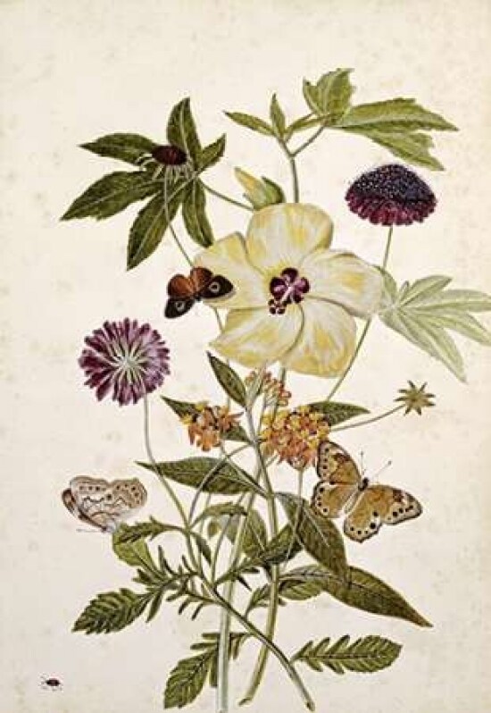 Milkweed Poppy and Hibiscus Poster Print by  Thomas Jr. Robins - Item # VARPDX268474