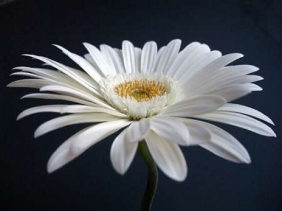 Gerber Angle I Poster Print by Jim Christensen - Item # VARPDXPSCRS169