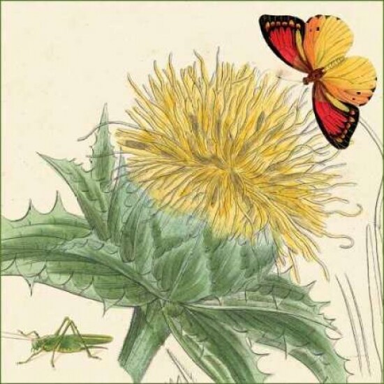 Star Thistle Poster Print by Louis van Houtte - Item # VARPDXCC3009