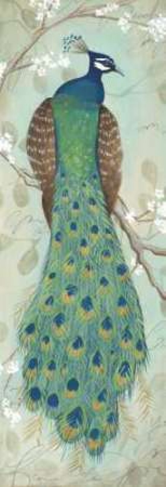 Peacock I Poster Print by Steve Leal - Item # VARPDXLEA030
