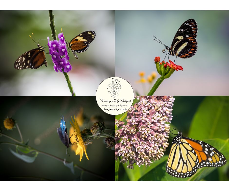 Butterfly Collection- Set of 4  Stunning Images  included