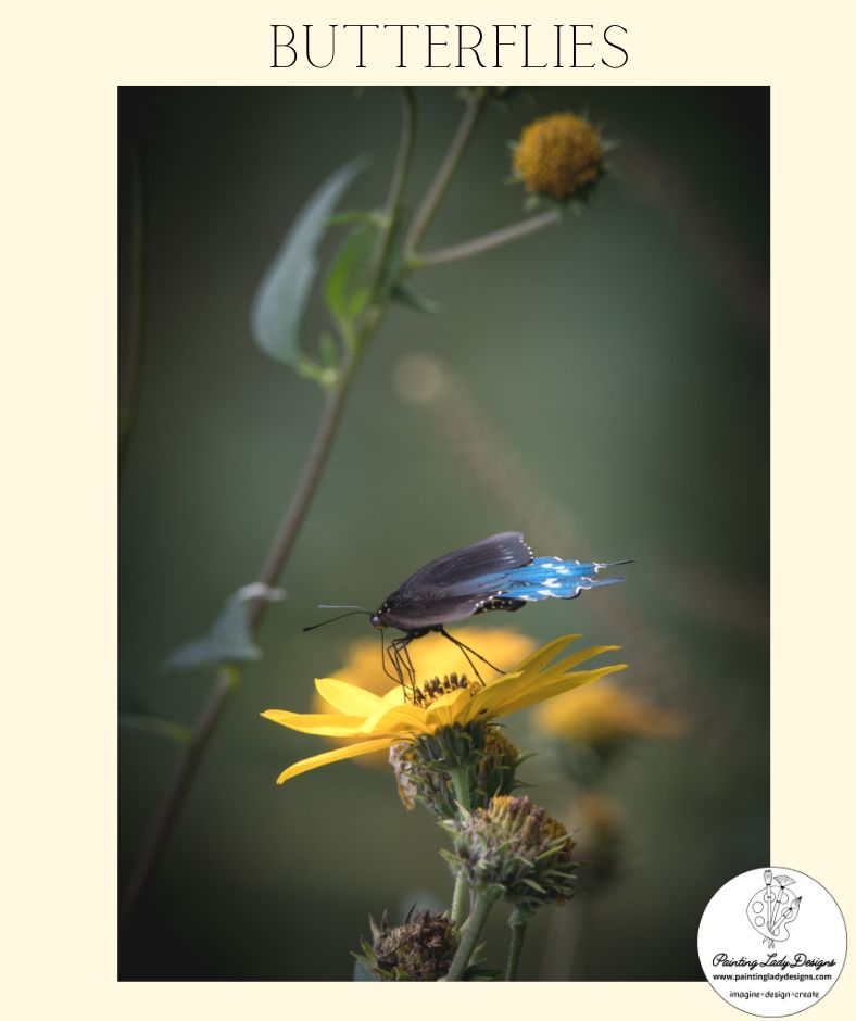 Butterfly Collection- Set of 4  Stunning Images  included