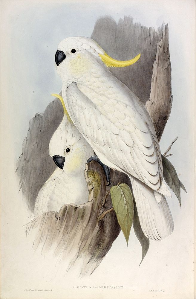 Crested Cockatoo Poster Print by John Gould - Item # VARPDXJGA07