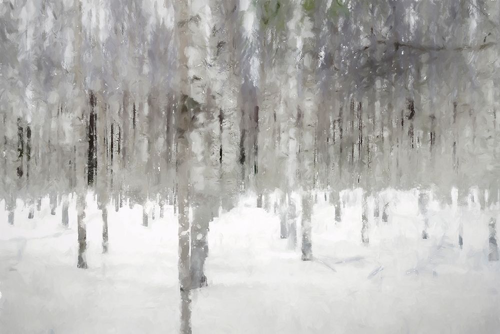 Birches In Fog by Kim Curinga - Item # VARPDXKJ057A