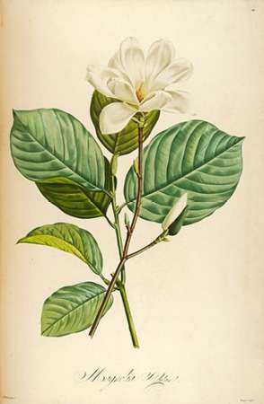 Vintage Botanical Poster Print by Tina Carlson - Item # VARPDXTCRC082D