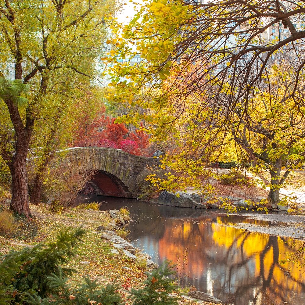 Gapstow bridge in autumn-Central Park-New York city Poster Print by Assaf Frank # AF201311191502C02