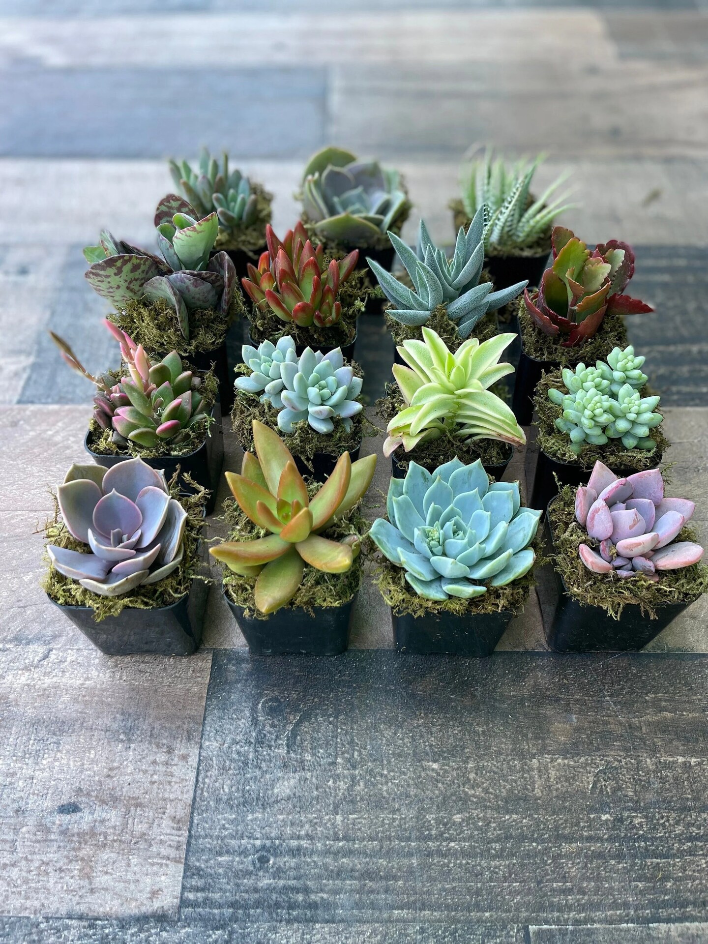 Succulents SucculentsII 2冊セット Amazon.com : Colorful Succulents (12 Pack) - Assorted 2 Inch