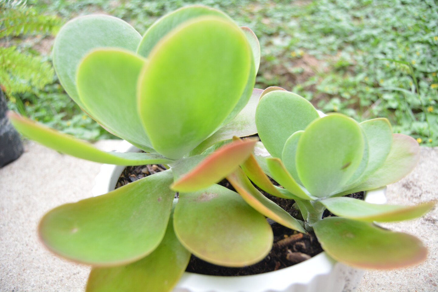 Paddle Plant | Kalanchoe Flap Jack Plant | Easy Care Easy Grow Succulent |  4 inches tall | MakerPlace by Michaels