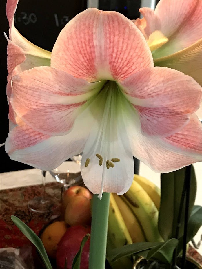 Amaryllis Grow Kit - ROSE Planter / Pink and White Flower