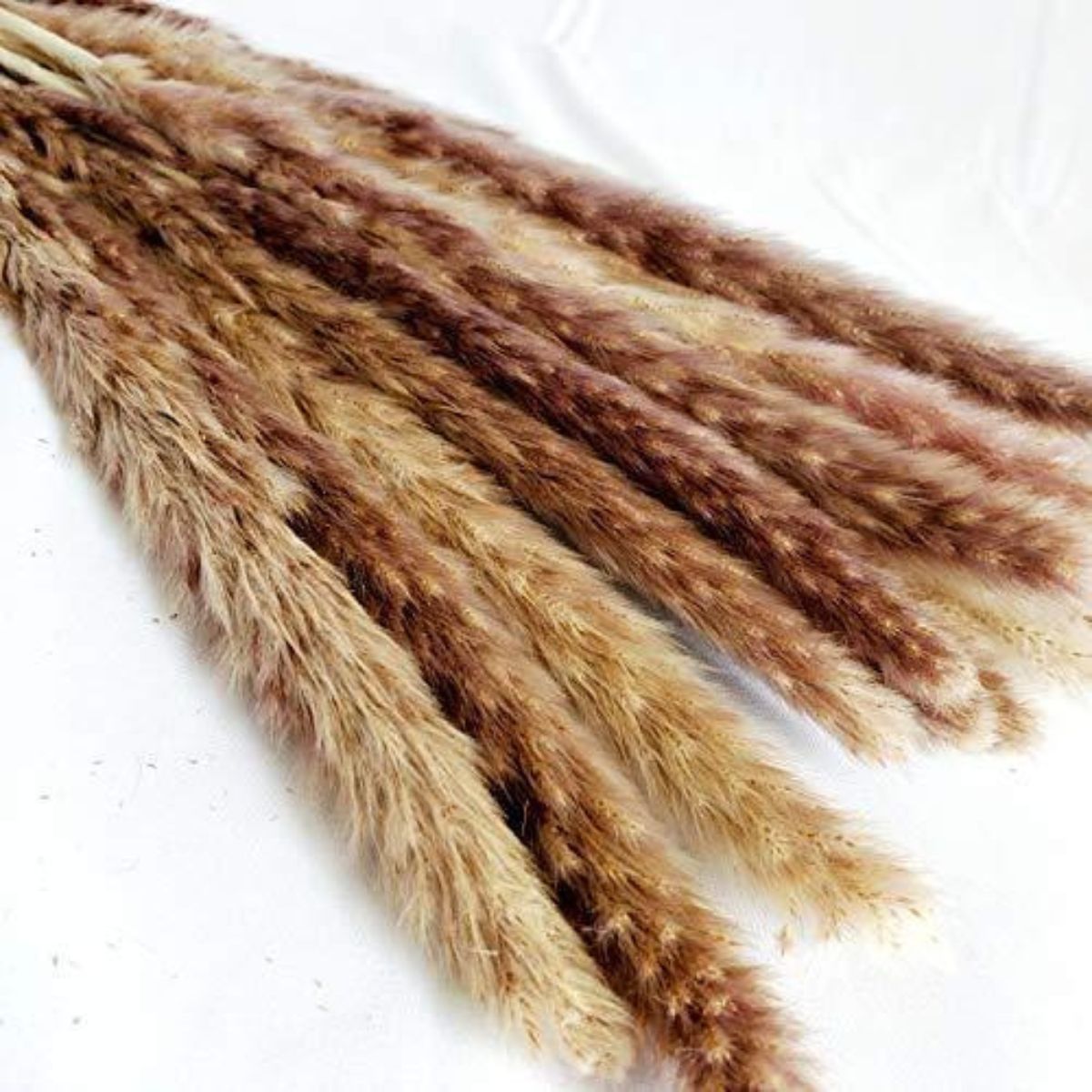 Natural Dried Plants Pampas Grass 30pcs