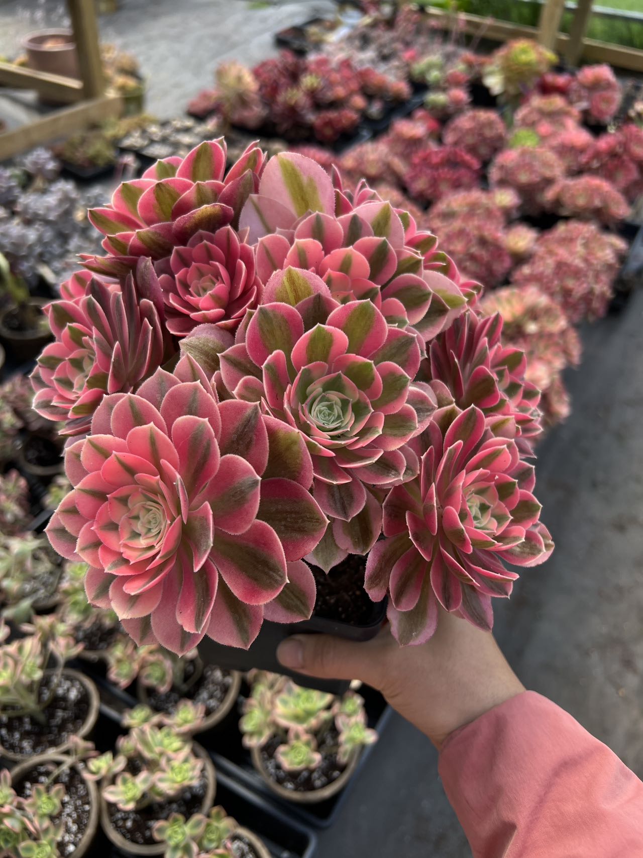 Rare Succulent - Aeonium Pink Witch | MakerPlace by Michaels