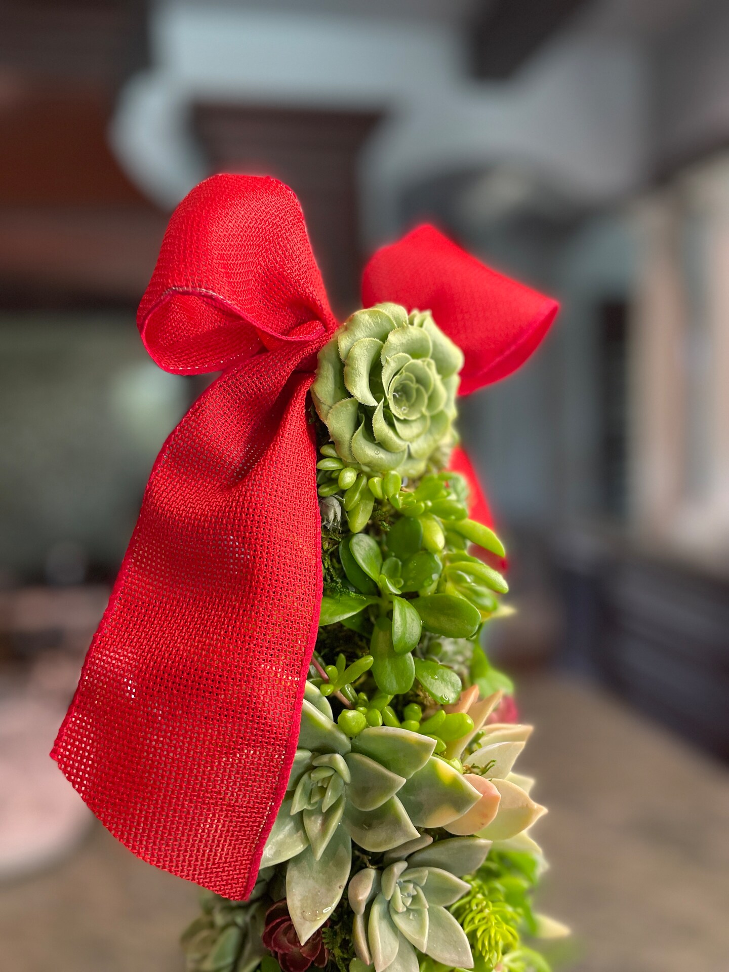 Succulent Christmas Tree