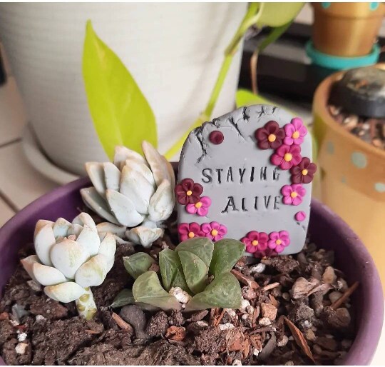 buy air plants near me Air Plants