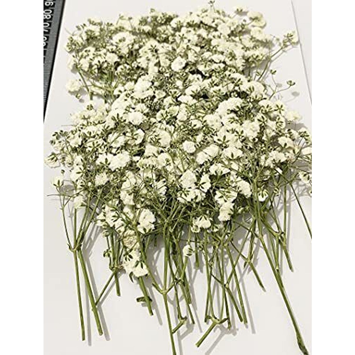 Natural Dried Baby&#x27;s Breath Flower 100 pcs