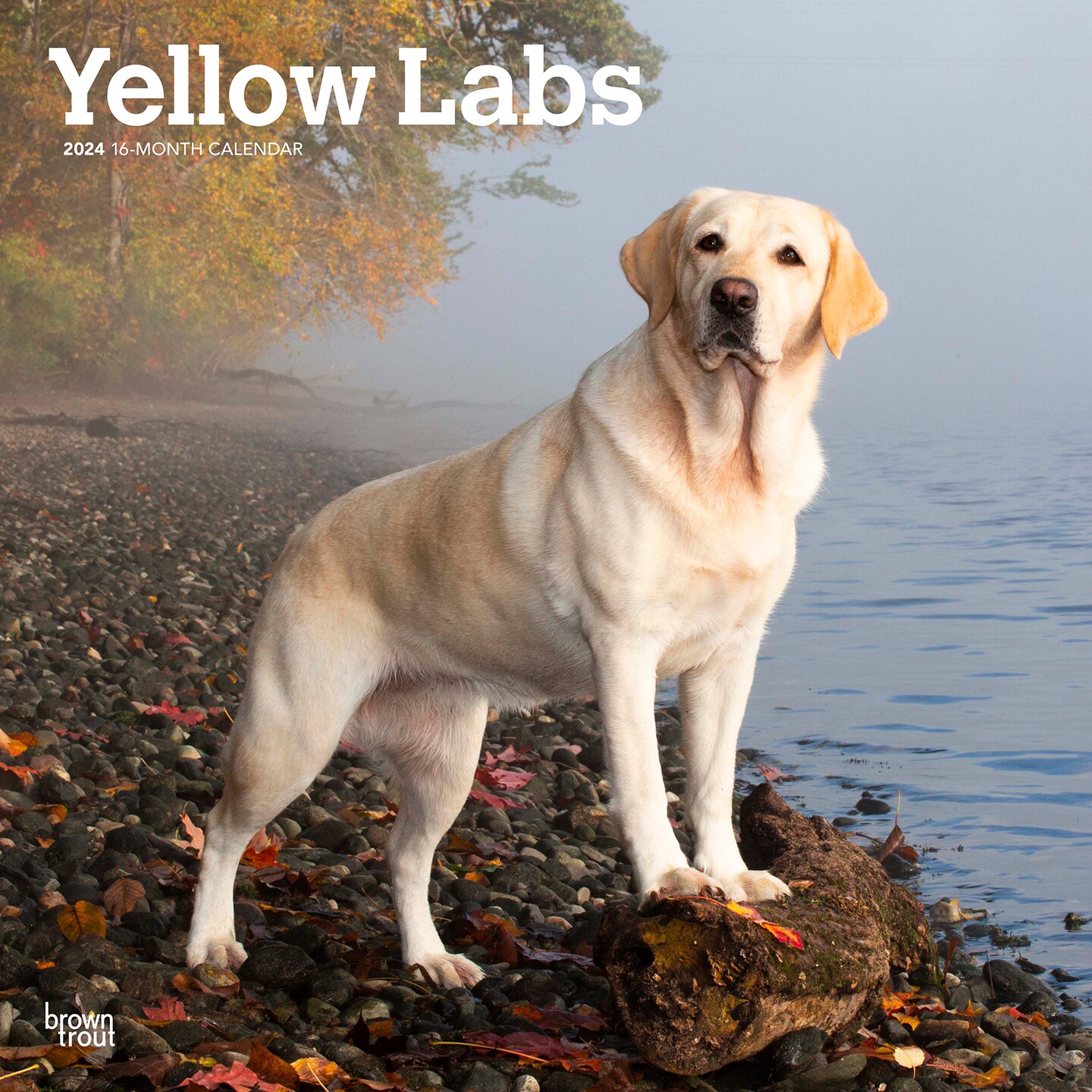 Yellow Labrador Retrievers, 2024 12 x 24 Inch Monthly Square Wall Calendar, BrownTrout, Animals Dog Breeds