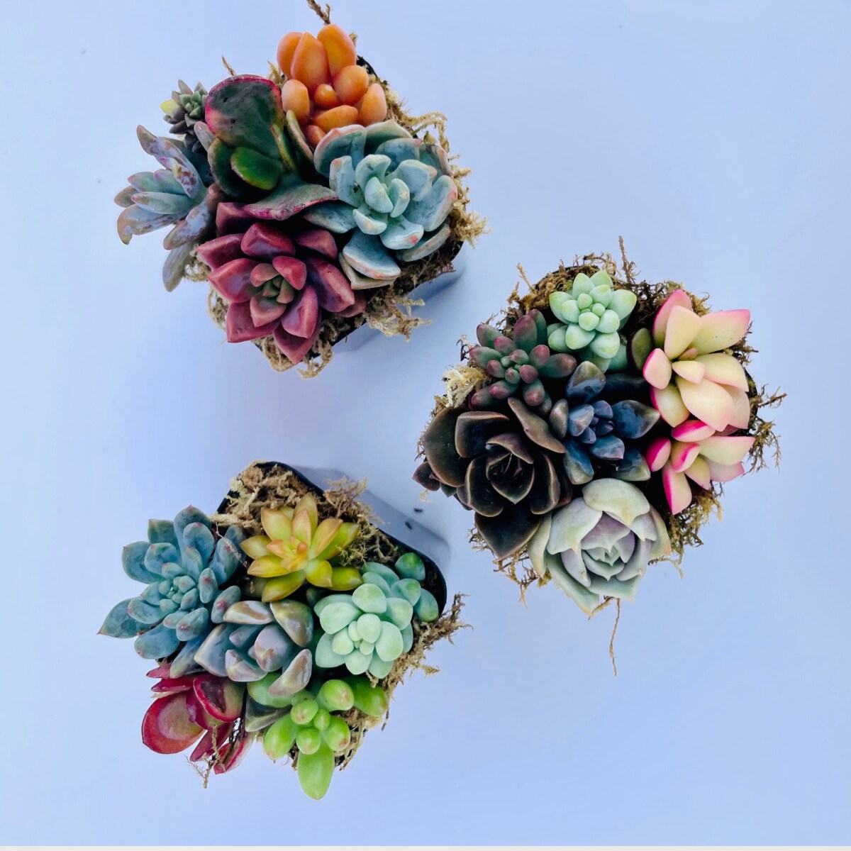 Fairy Farts - Live Micro Succulent Garden in 2 inch Pot product 2