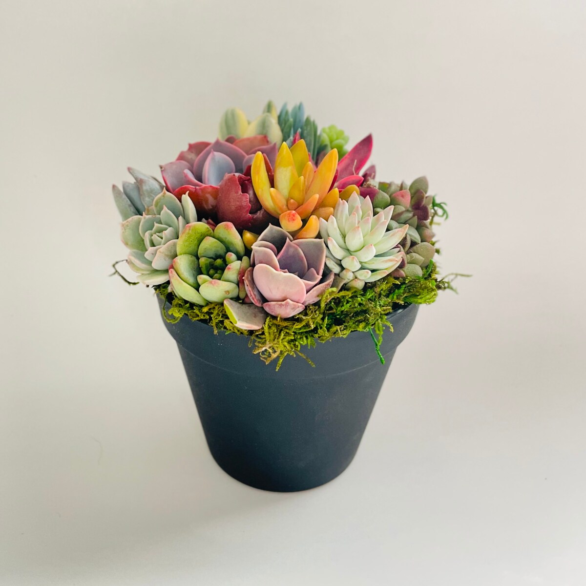 Rainbow Road Potted LIVE Succulent Garden - Ships Free! | MakerPlace by  Michaels