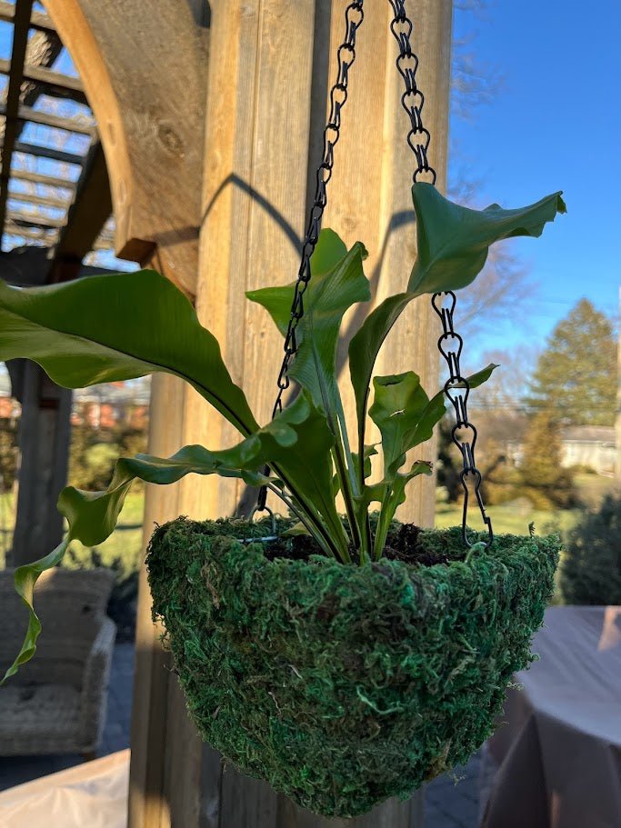 6&#x22; MOSS Hanging Basket - Square Basket