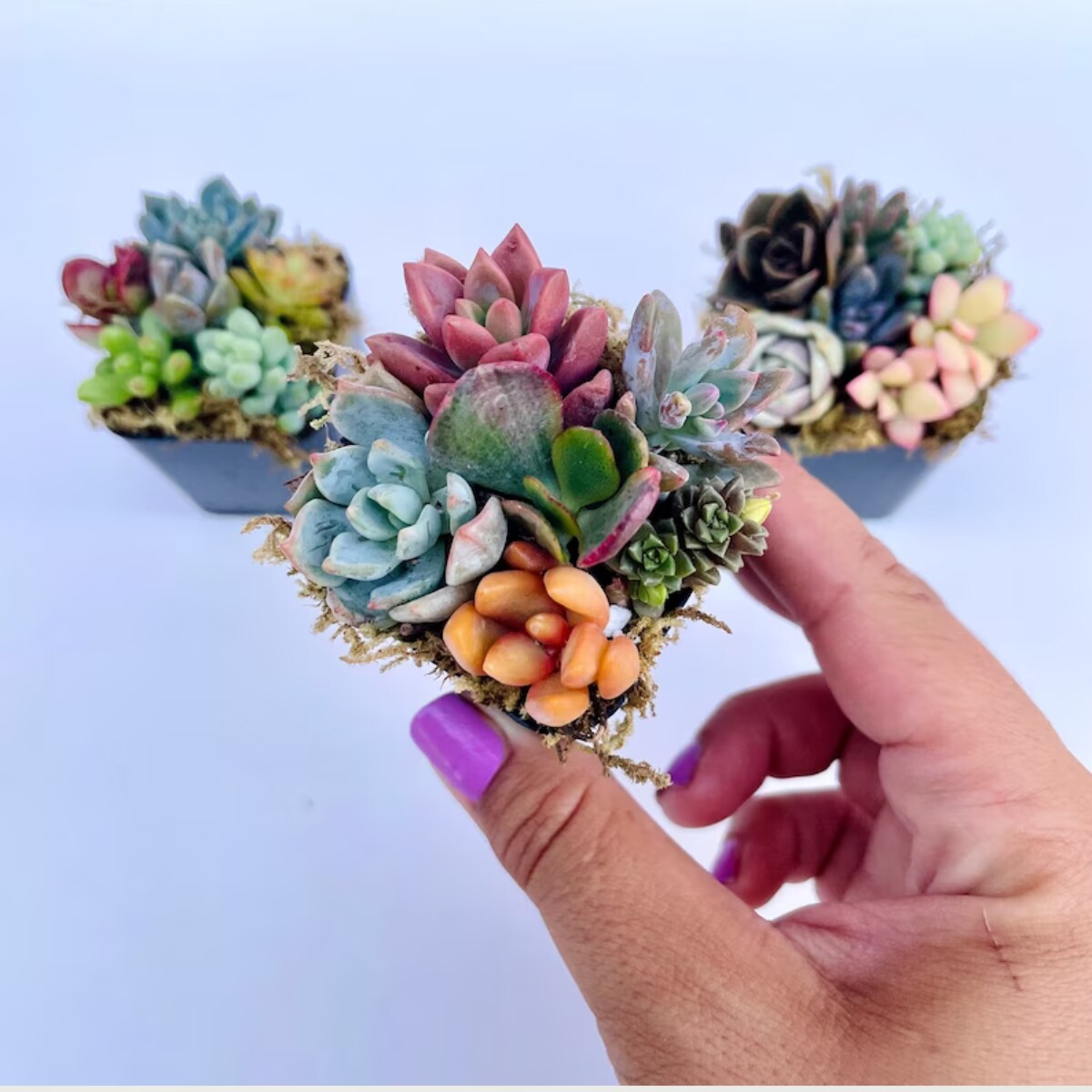 Fairy Farts - Live Micro Succulent Garden in 2 inch Pot