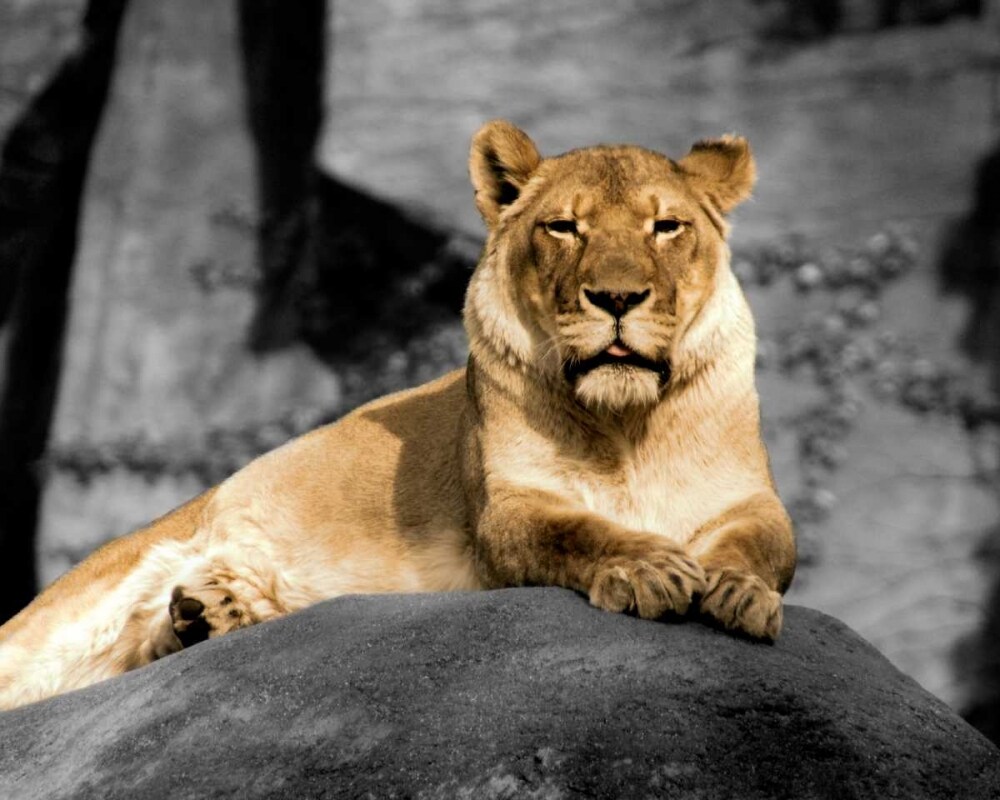 Lioness Poster Print by Kelly Donovan - Item # VARPDX14055