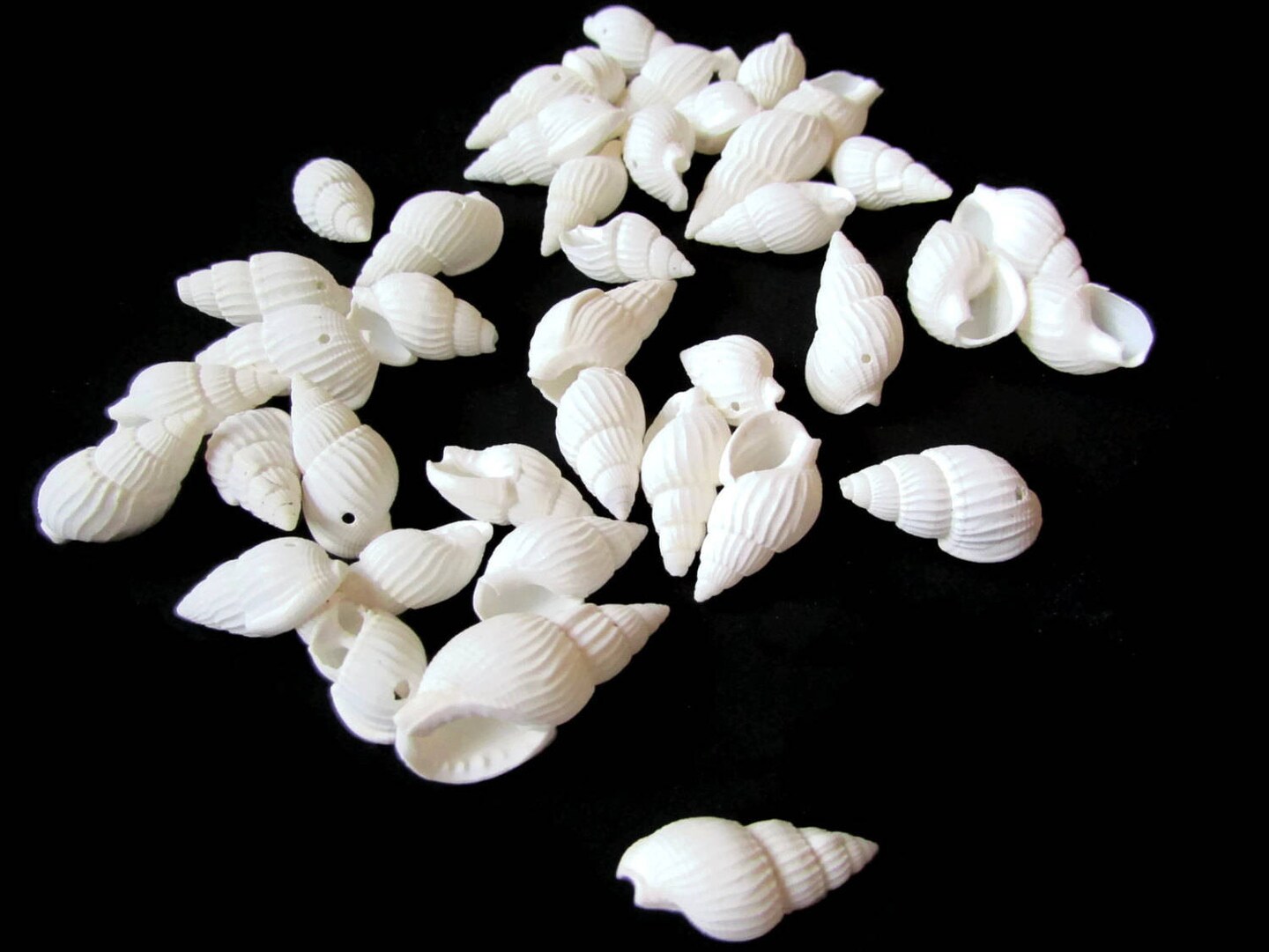 40 17mm to 27mm White Spiral Seashell Beads Natural Shell Beads