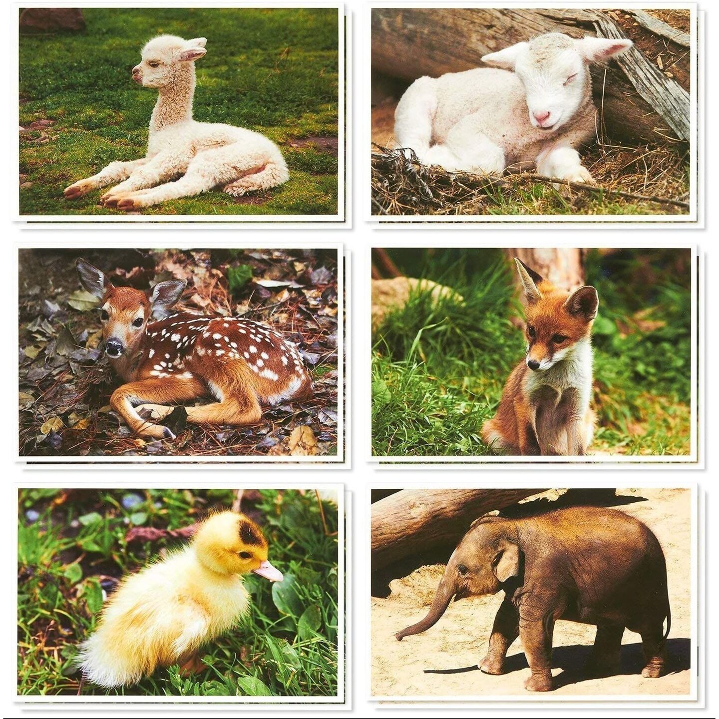 Blank Baby Animal Greeting Cards with Envelopes for All Occasions (4x6 In, 36 Pack) | Michaels