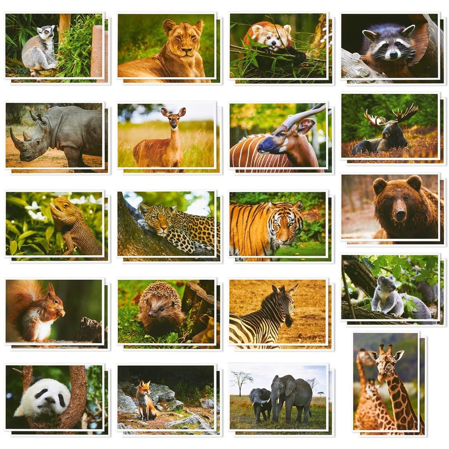 40 Pack Wild Animal Theme Postcards, 20 Designs Bulk Assorted All Occasion Cards 4&#x22;x6&#x22;