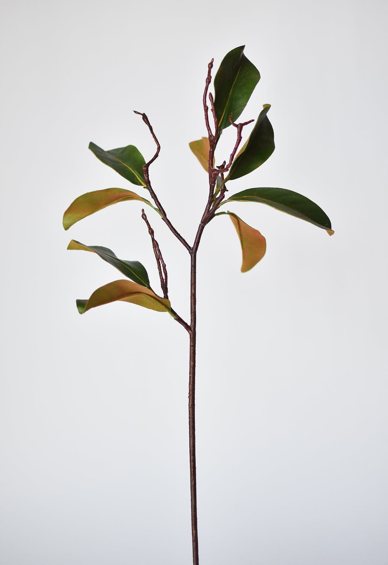 26&#x22; magnolia leaf branch