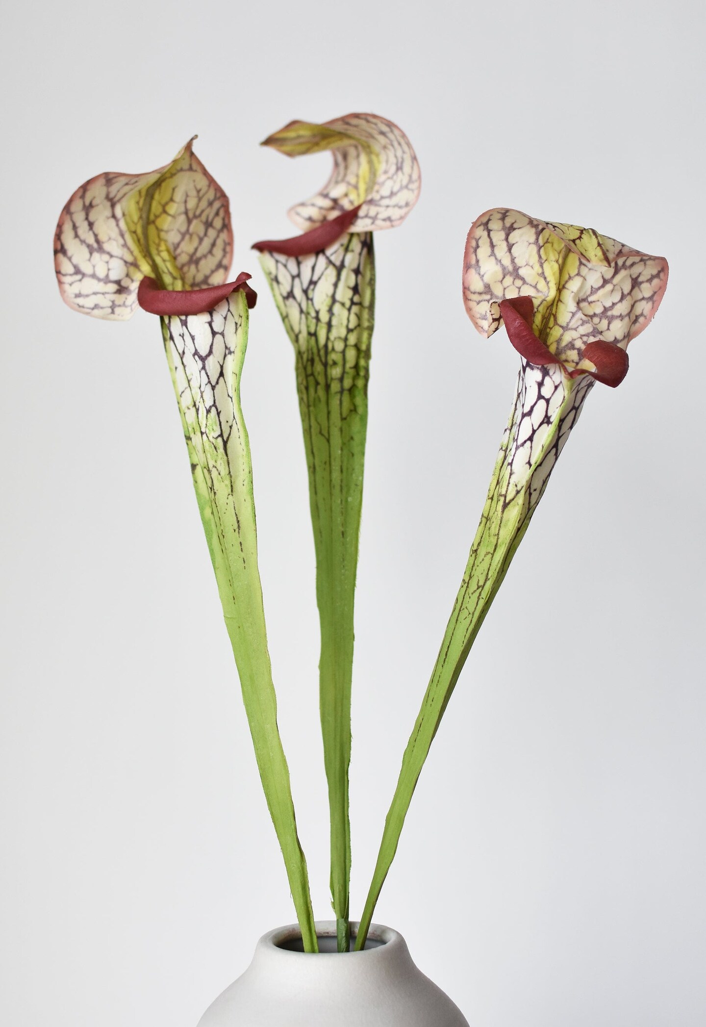 28&#x22; Faux Green/Burgundy Pitcher Plant Stem