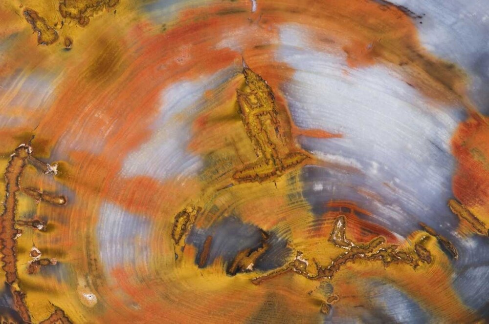 Nevada, Hubbard Basin Close-up of petrified wood by Dennis Kirkland - Item # VARPDXUS29BJA0042