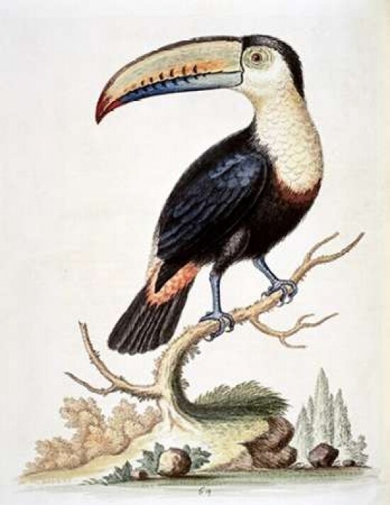 Le Toucan Poster Print by  George Edwards - Item # VARPDX277466