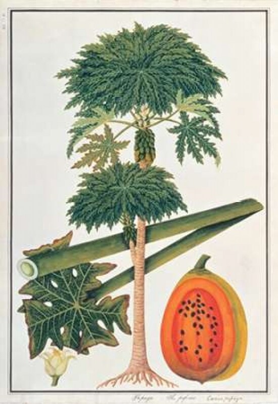 Papaya Tree Poster Print by 19th C Anonymous - Item # VARPDXBM07
