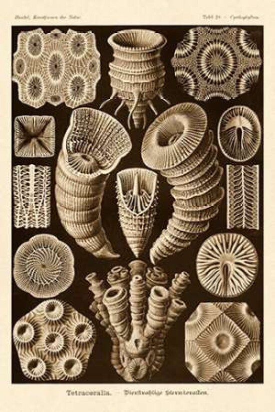 Haeckel Nature Illustrations: Tetracoralla Coral - Sepia Tint Poster Print by  Ernst Haeckel - Item # VARPDX449744