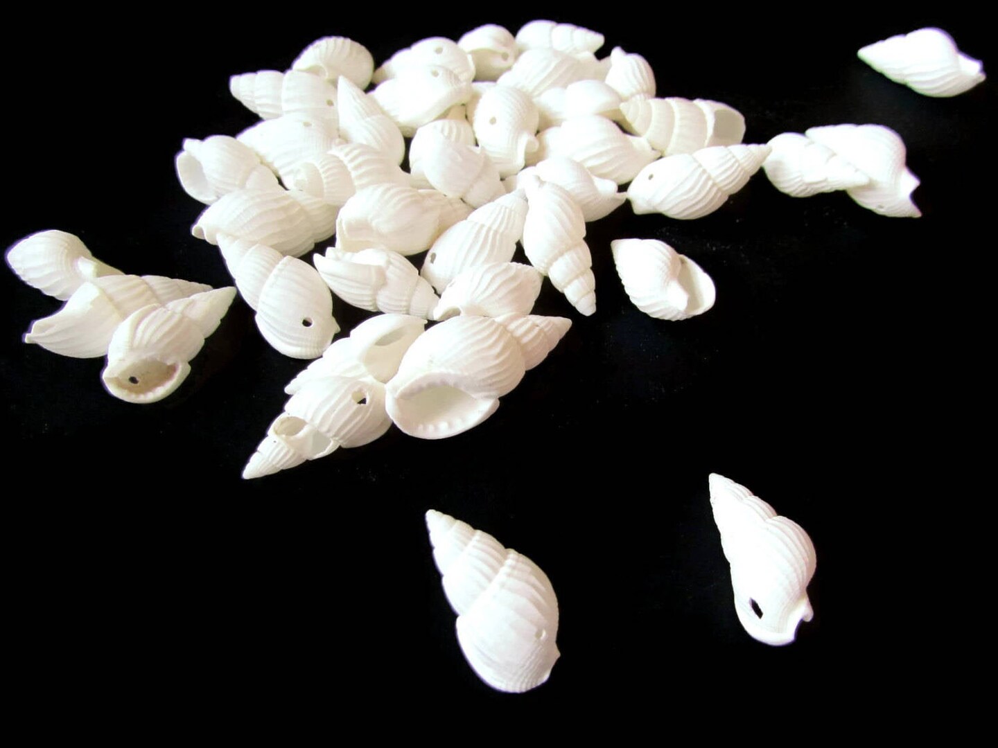 40 17mm to 27mm White Spiral Seashell Beads Natural Shell Beads