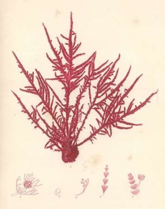 Red Botanical Study II Poster Print by Kimberly Poloson - Item # VARPDXPOL313