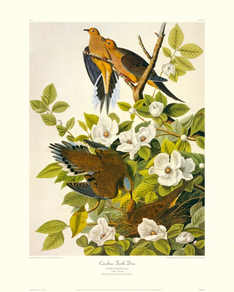 Carolina Pigeon or Turtle Dove Poster Print by John James Audubon - Item # VARPDX132787