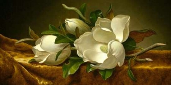 Magnolias on Gold Velvet Cloth Poster Print by Martin Johnson Heade - Item # VARPDX2MH1605