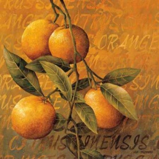 Orange Branch Poster Print by Linda Thompson - Item # VARPDX5466