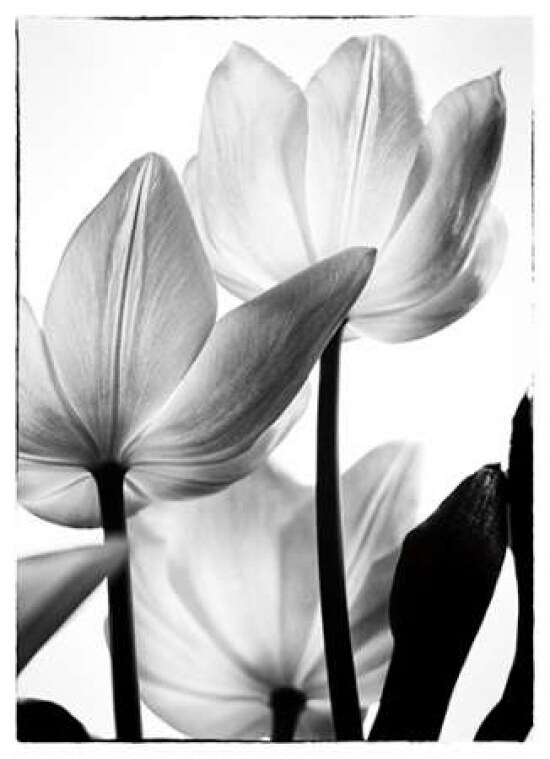 Translucent Tulips III Poster Print by Debra Van Swearingen - Item # VARPDX16796P