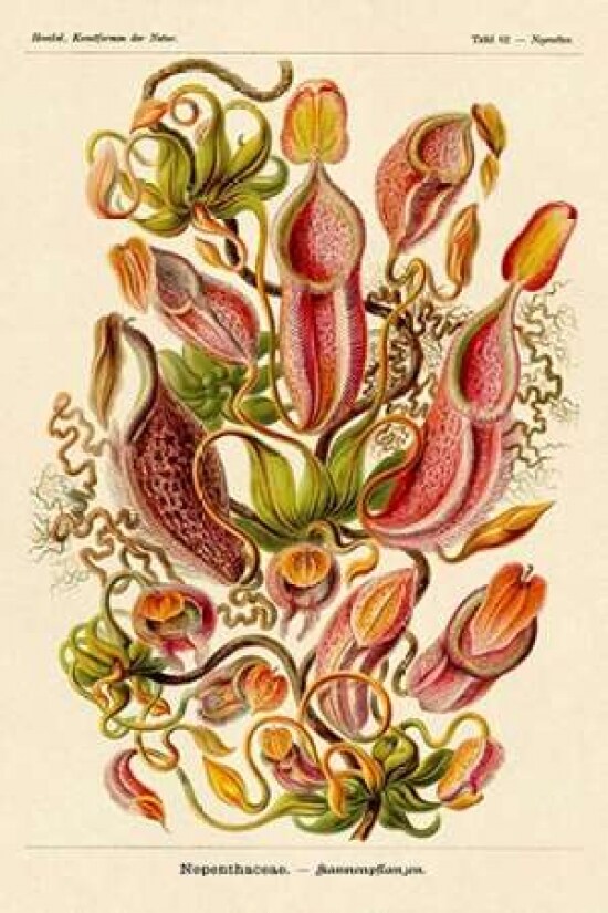 Haeckel Nature Illustrations: Pitcher Plants Poster Print by Ernst Haeckel - Item # VARPDX449722