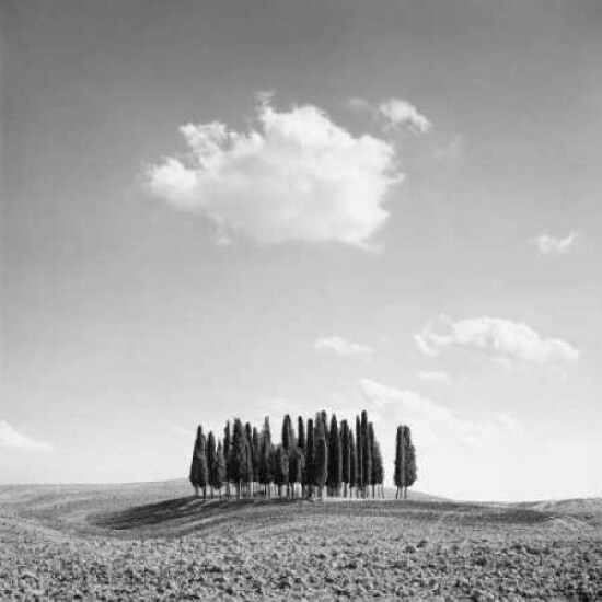 Cypress Trees Poster Print by Jean Miele - Item # VARPDXMJP201